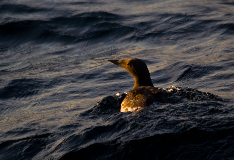 Common Murre